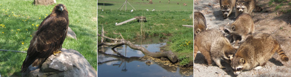 Wildpark in Freisen