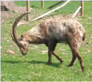 Wildpark Freisen